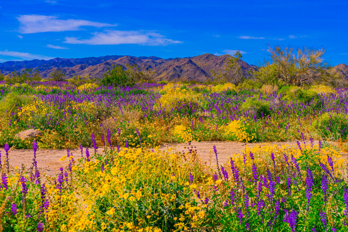 These Are The Top 7 National Parks To Visit This Spring